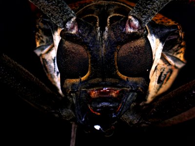 Batocera hercules Boisduval, 1835