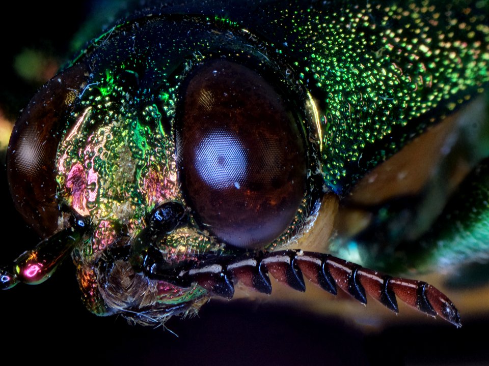 Megaloxantha purpurascens (Ritsema, 1879)