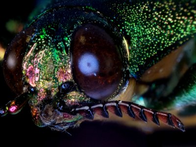 Megaloxantha purpurascens (Ritsema, 1879)