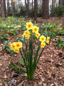 3-1 & 7-17 Flowers in yard photo