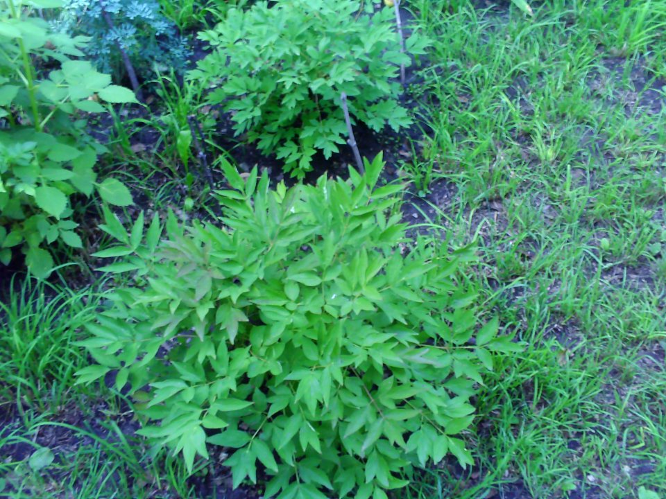 Paeonia suffruticosa