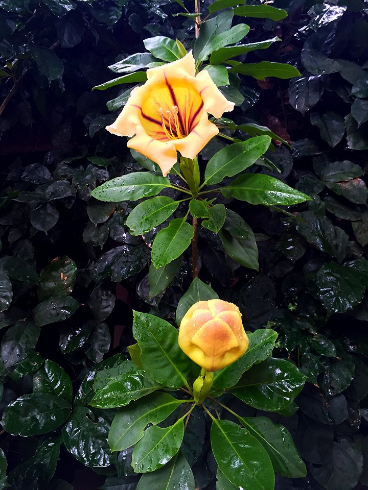 Solandra grandiflora Sw.