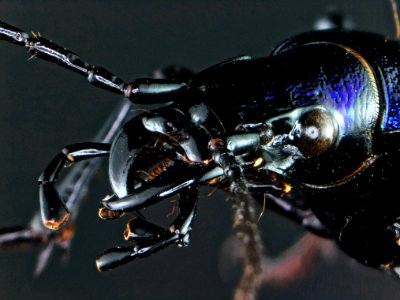 Carabus hispanus Fabricius, 1787