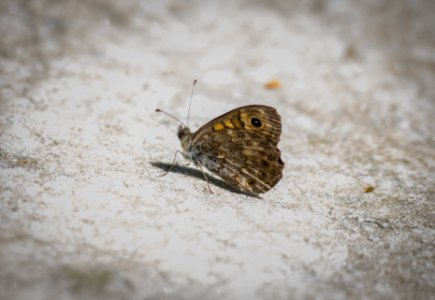 Fontainebleau - 2018/06/16