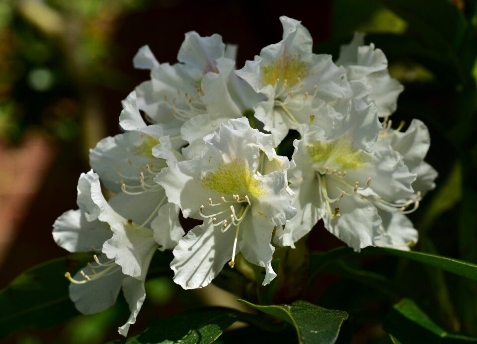 Frühlingsanfang white close up
