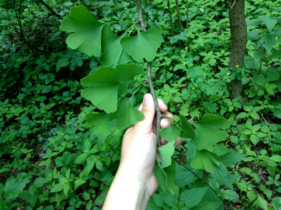Ginkgo biloba. Leaves