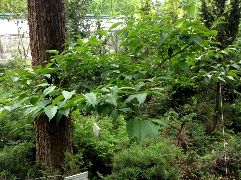 Eucommia ulmoides