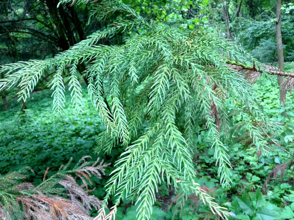 Cryptomeria japonica. Leaves