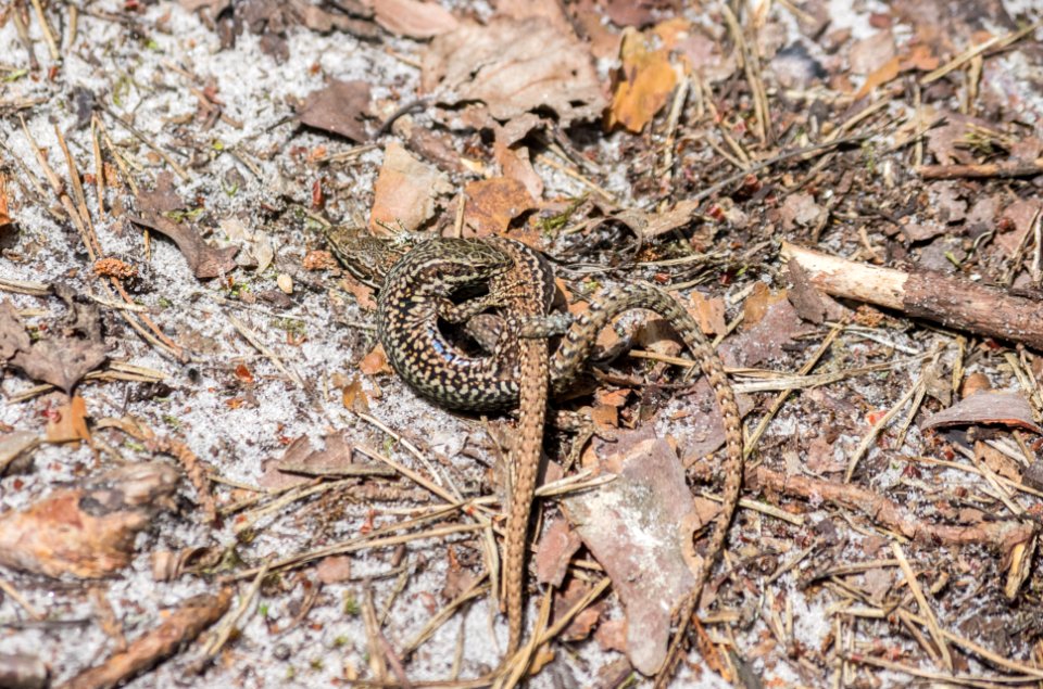 Fontainebleau - 2018/06/16