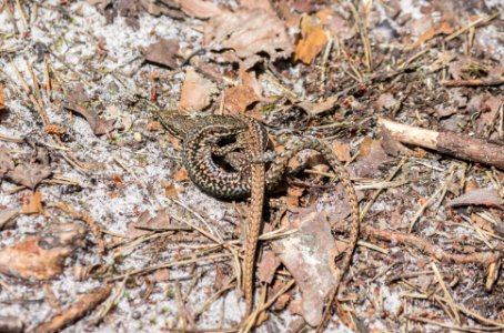 Fontainebleau - 2018/06/16