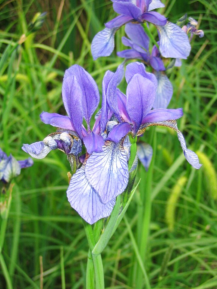 Flower plant nature