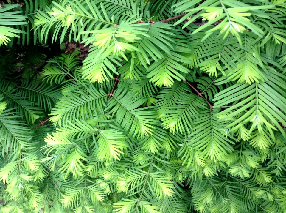 Metasequoia glyptostroboides. Leaves