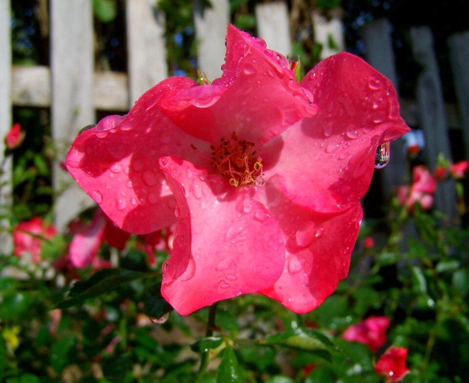 Pink rose raindrops garden