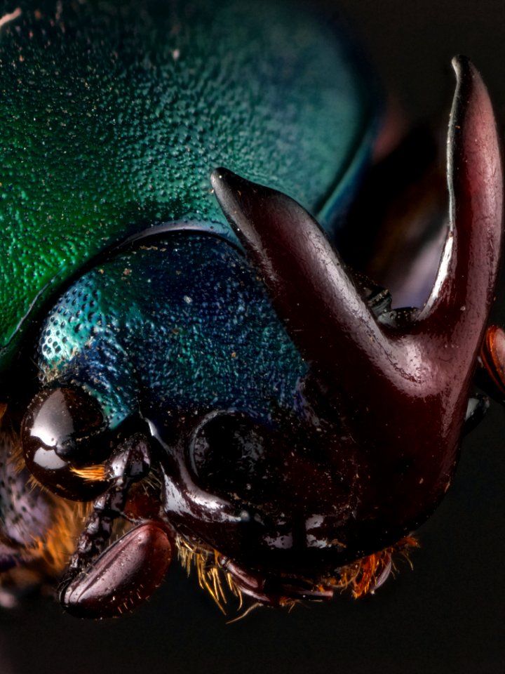 Eudicella smithii (MacLeay, 1838)