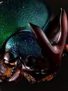Eudicella smithii (MacLeay, 1838)