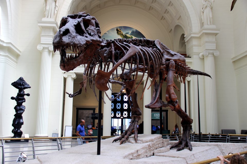 Sue, the Tyrannosaurus Rex