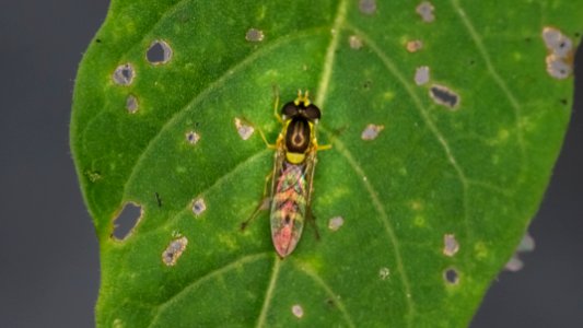 Sphaerophoria scripta (Linnaeus, 1758)