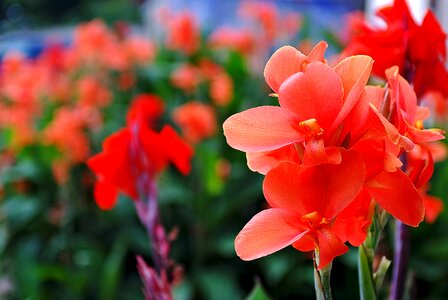 Summer flowers gladiolus photo