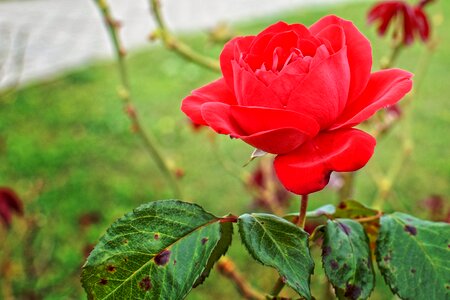 Bloom red rose bloom