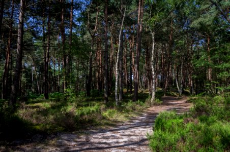 Fontainebleau - 2018/06/16