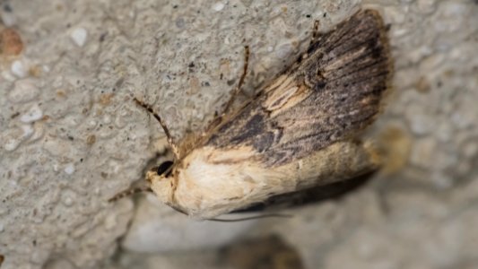 Agrotis puta (Hübner, 1803)