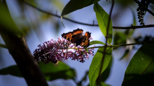 Aglais urticae (Linnaeus, 1758)