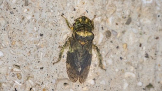 Ledra aurita (Linnaeus, 1758)