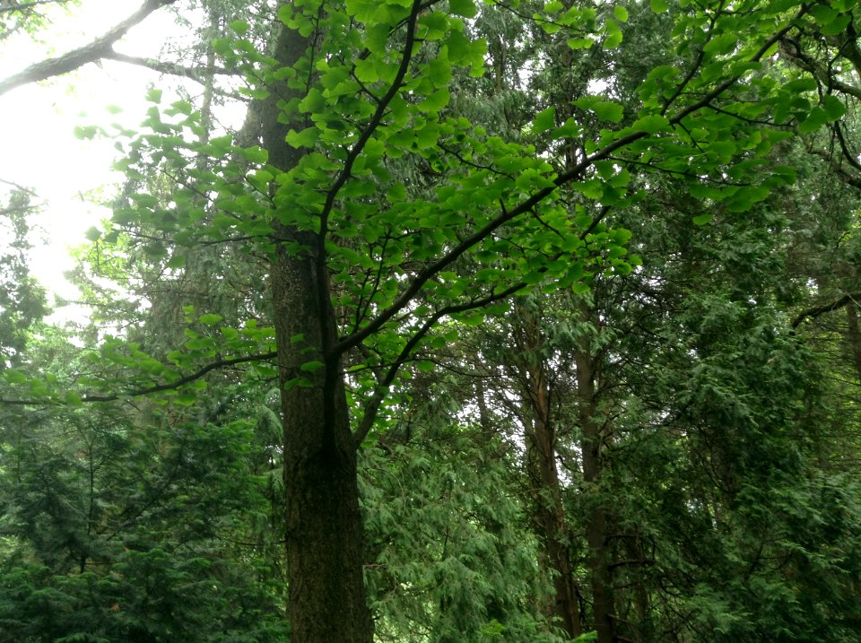 Ginkgo biloba