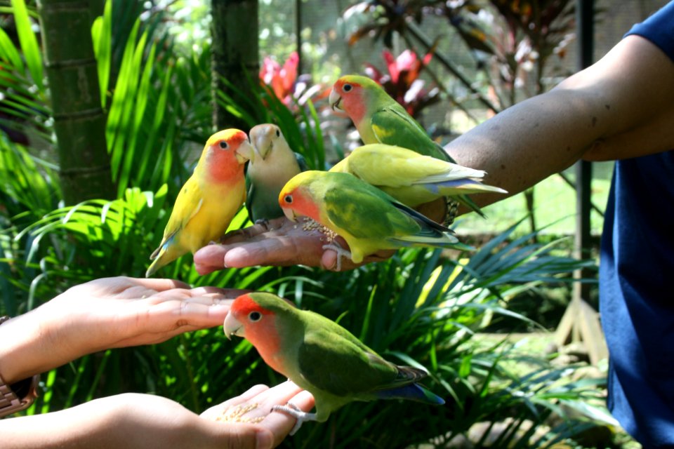 Malagos Garden Resort: The Birds