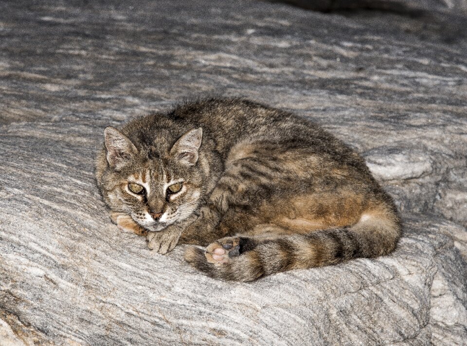 Stone golden eyes hiking