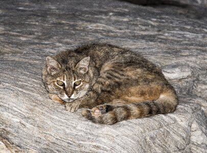 Stone golden eyes hiking