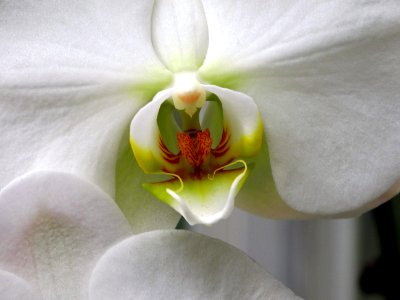Anatomy of an Orchid