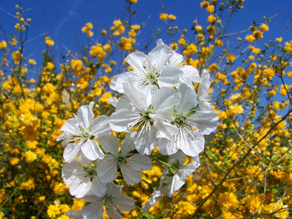 Flowering cherry tree white flower spring