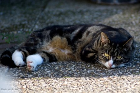 Matsu de kat