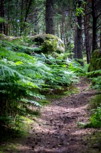 Fontainebleau - 2018/06/16