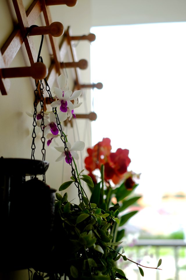 Hoa trước nhà