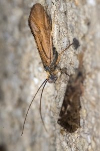 Sericostoma personatum (Kirby & Spence, 1826)