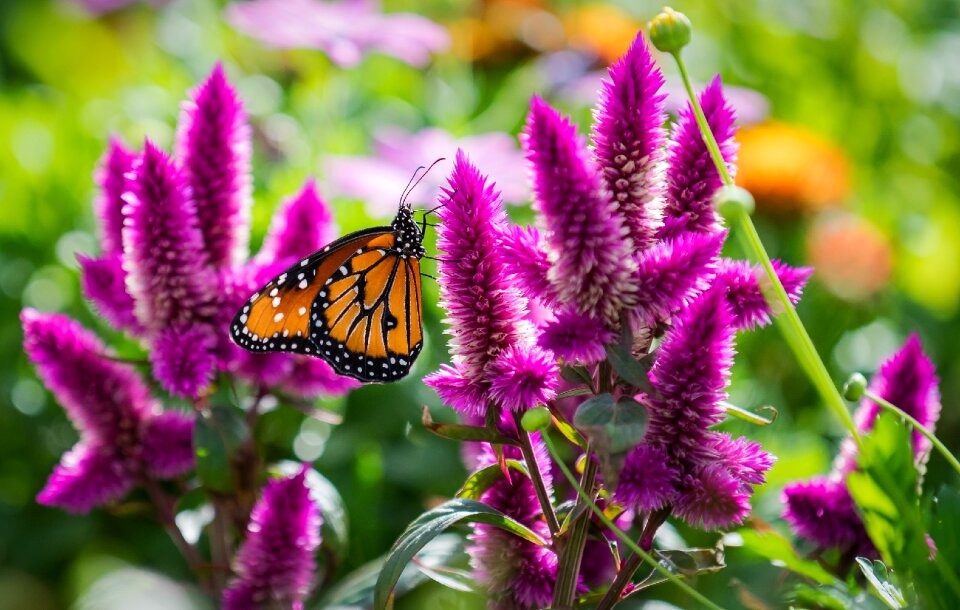 Flowers butterfly macro