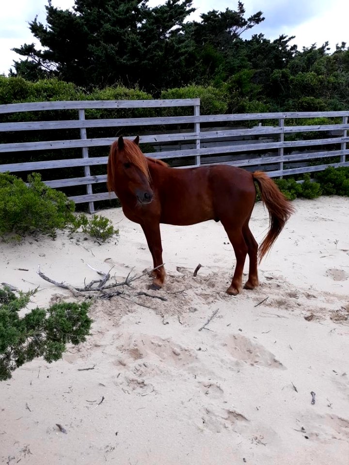 Captain - Ocracoke pony