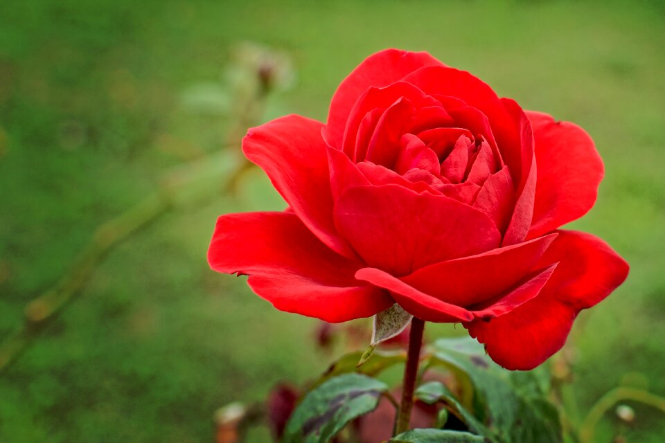 Bloom red rose bloom