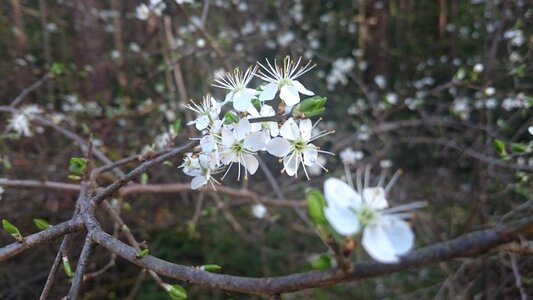 White tender branch