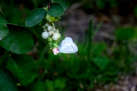 Celastrina argiolus (Linnaeus, 1758)