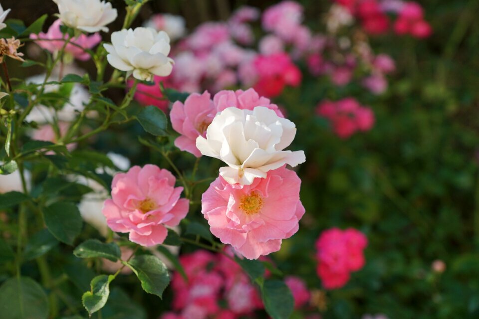 Fragrance flower blossom