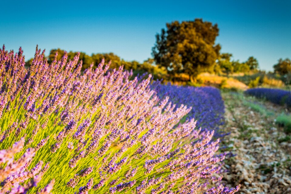 Country levandulové field purple