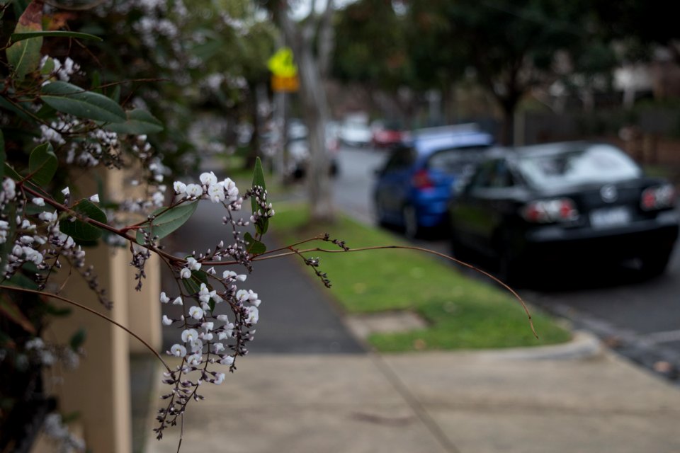 Winter Blossom