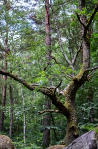 Fontainebleau - 2018/06/16