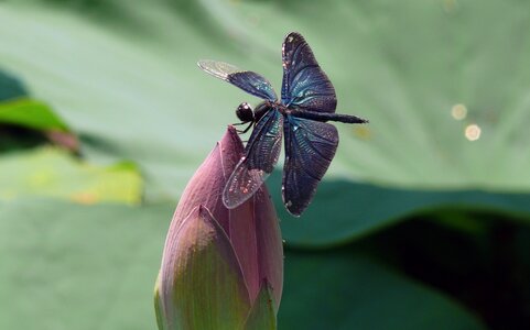 Lotus dragonfly macro