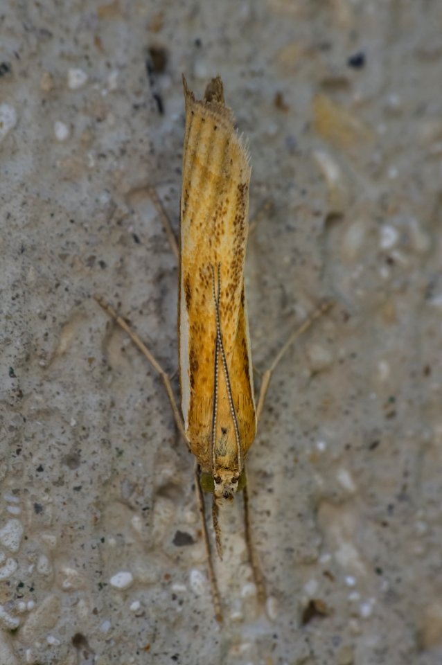 Agriphila selasella (Hübner, 1813)
