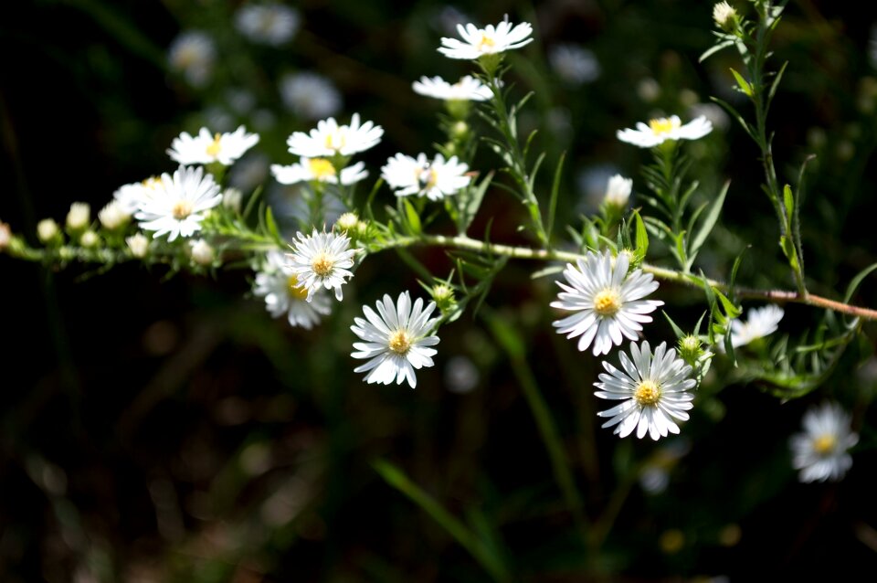 Bloom white petals