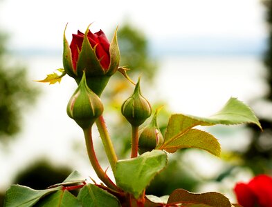 Blossom bloom red